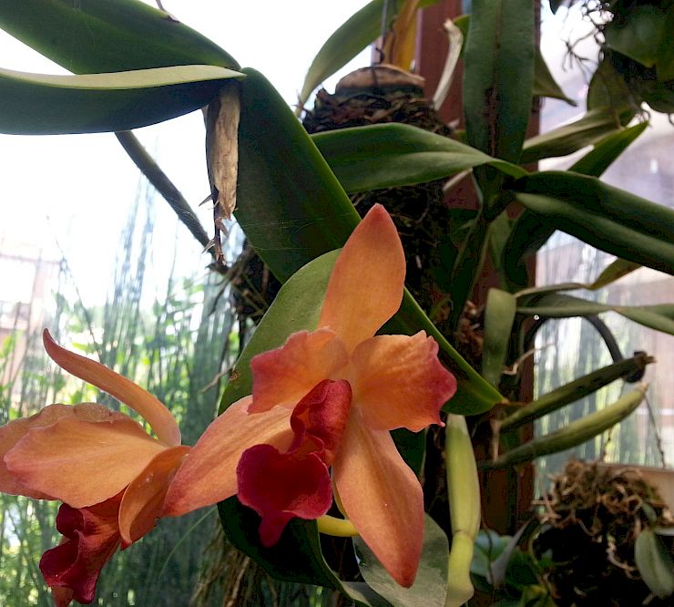 Gallery Cattleya - cattleya.jpg