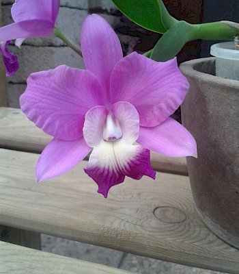 Cattleya