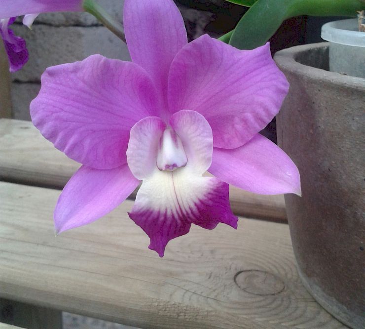 Gallery Cattleya - cattleya.jpg