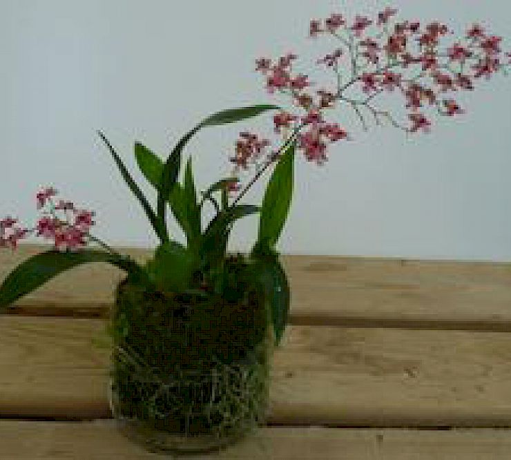 Gallery Oncidium - oncidium-1.jpg