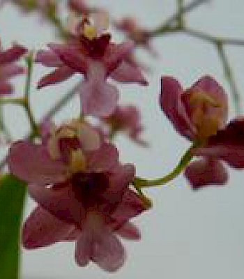 Oncidium