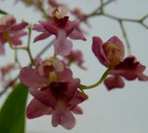 Gallery Oncidium - oncidium.jpg