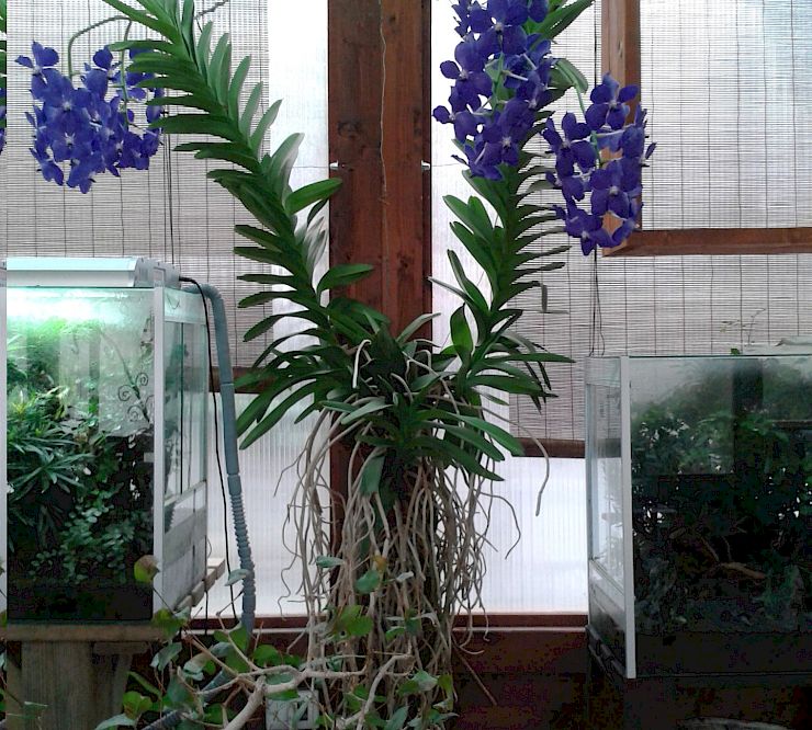 Gallery Vanda (Esemplare) - vanda-esemplare-1.jpg