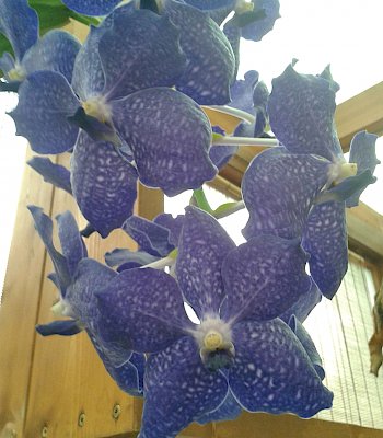 Vanda (Esemplare)