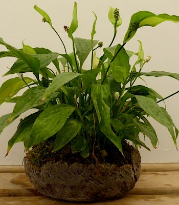Esempio 19