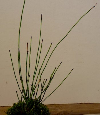 Esempio 20