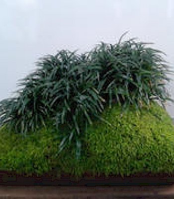 Giardino zen esempio 1