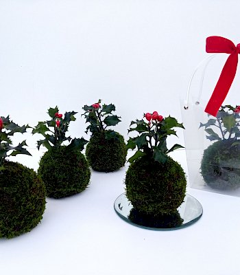 Kokedama Natalizie